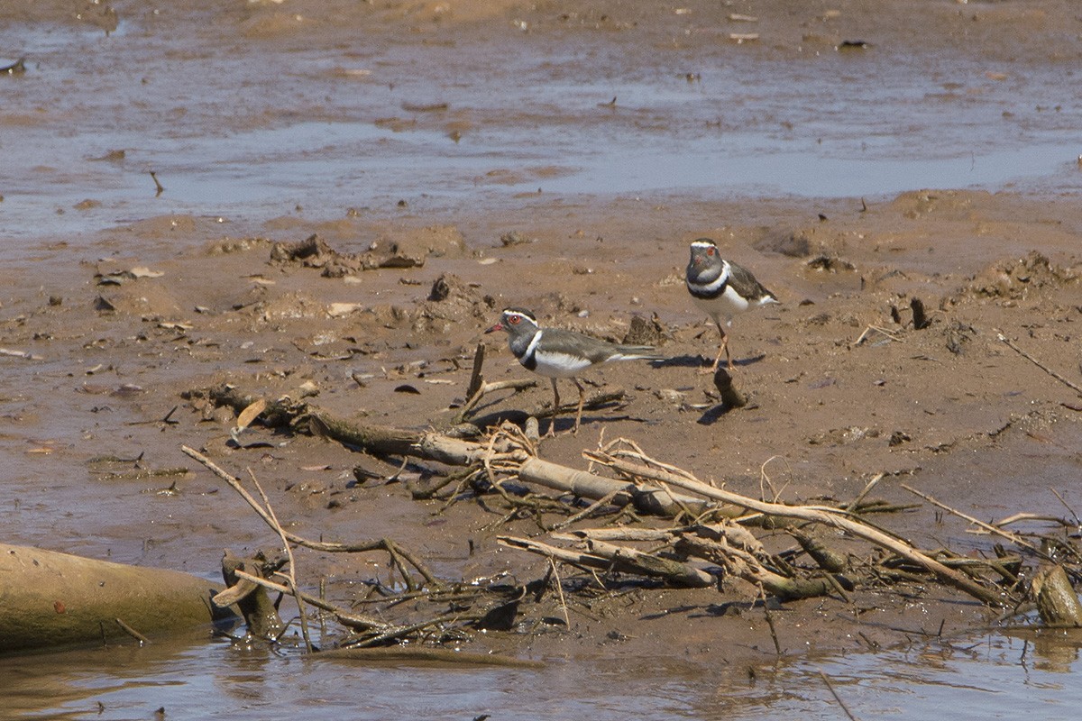 Three-banded Plover (Madagascar) - Miguel Rouco
