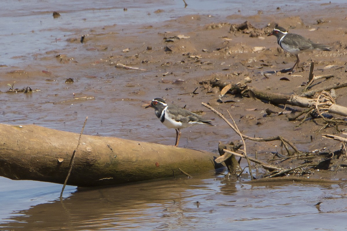 Three-banded Plover (Madagascar) - Miguel Rouco