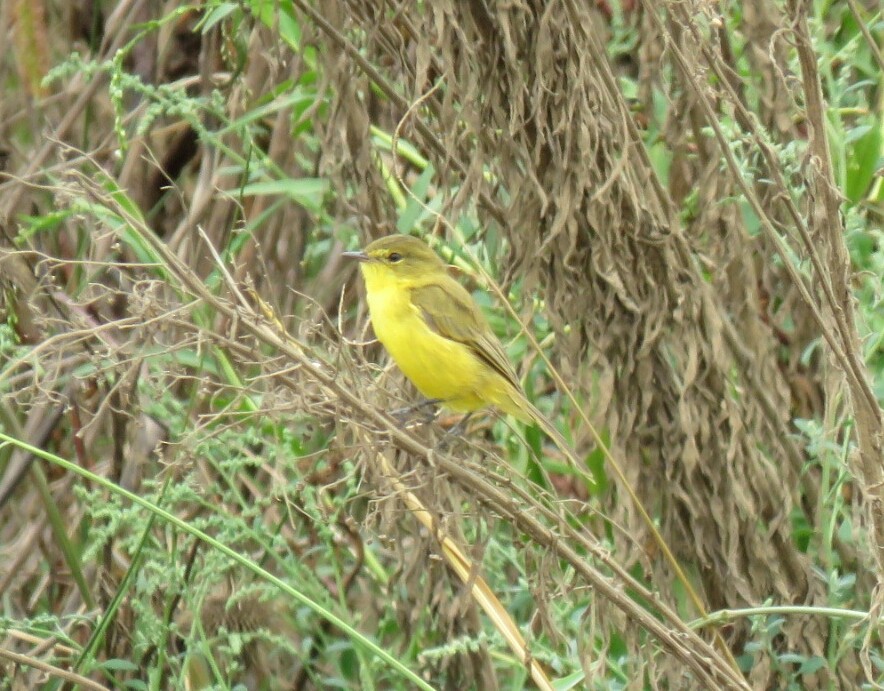 African Yellow-Warbler - ML53039851