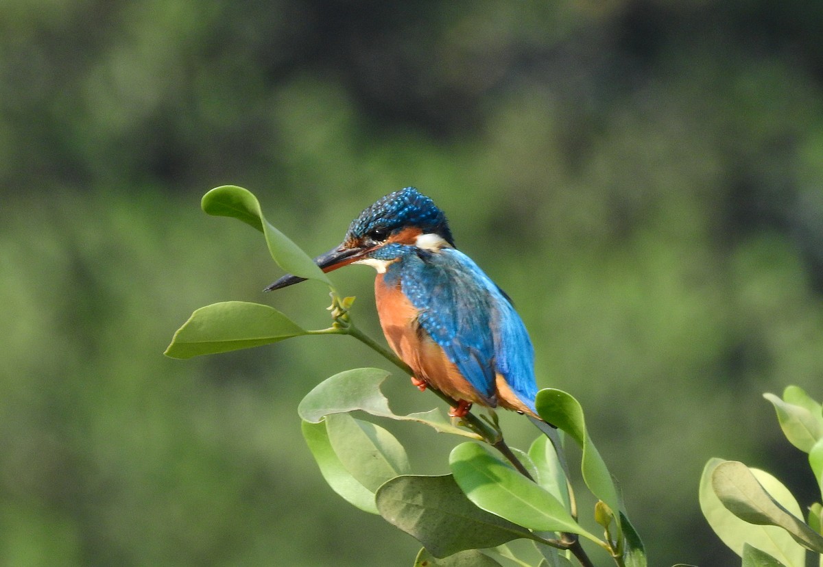 Common Kingfisher - ashish salgaonkar