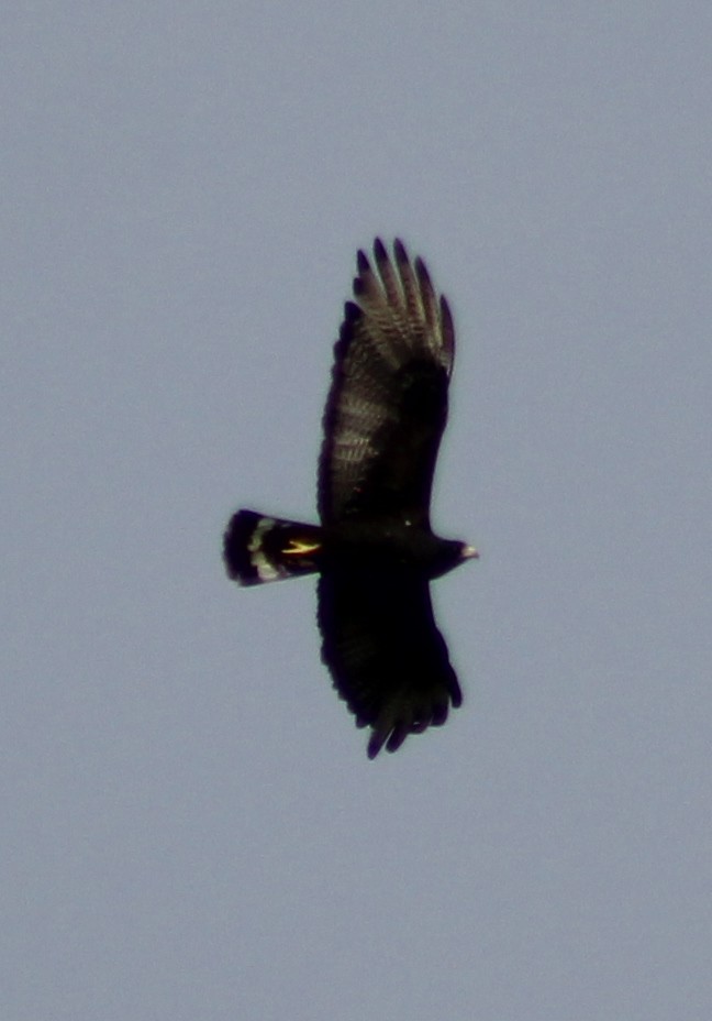 Zone-tailed Hawk - ML53040041