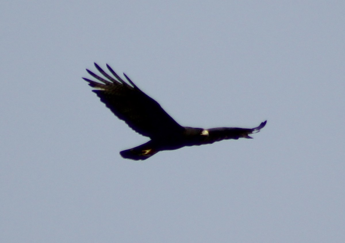 Zone-tailed Hawk - ML53040051