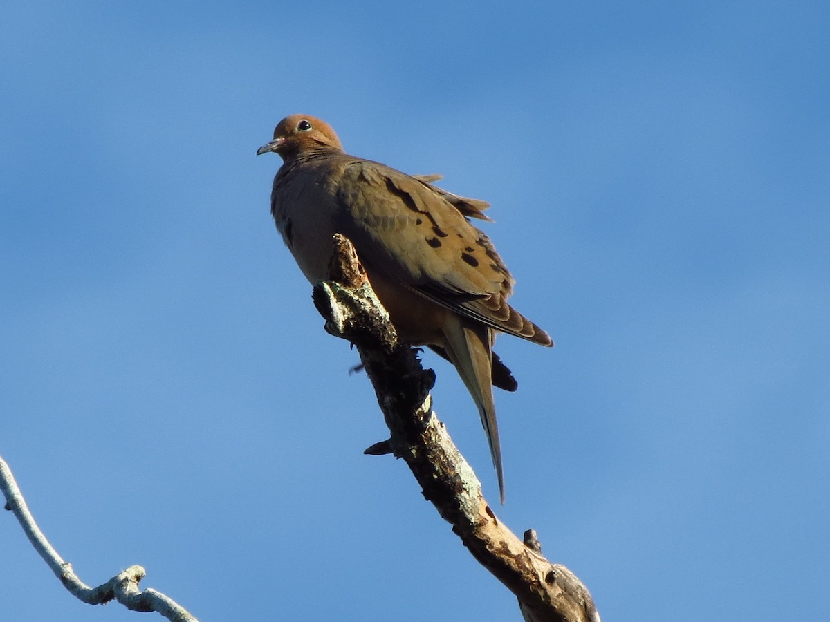 Mourning Dove - Brian Ahern