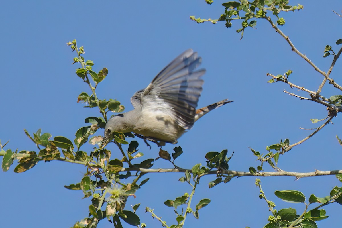 Lucy's Warbler - ML530403191