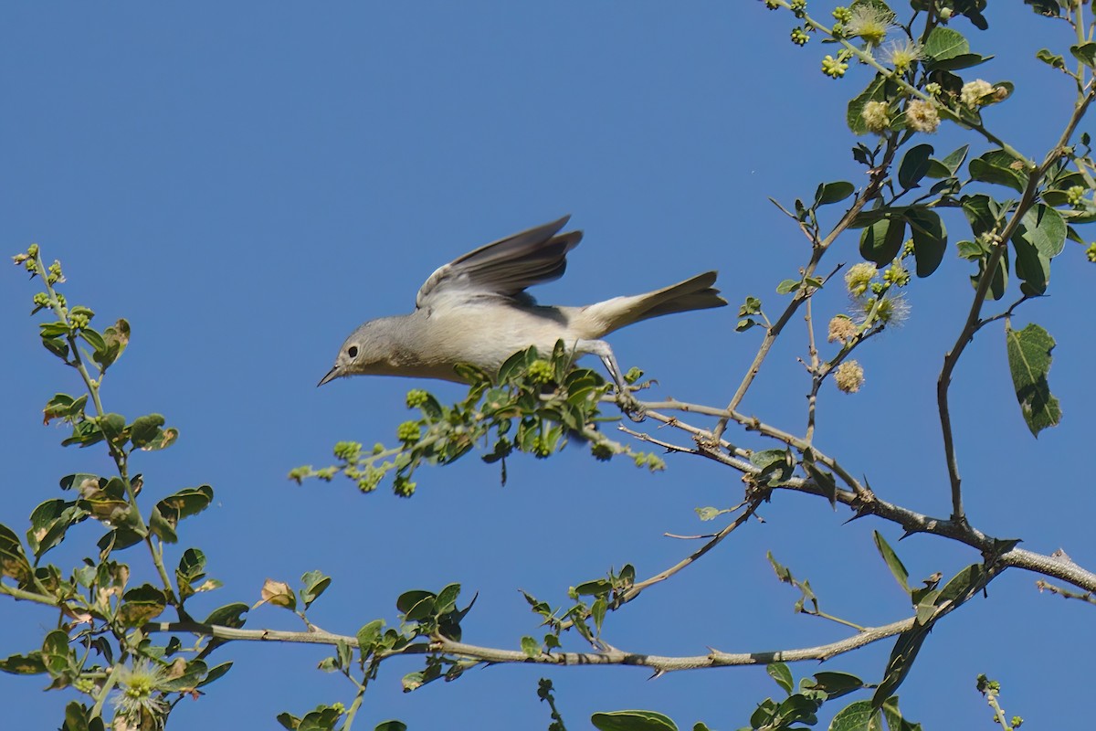 Lucy's Warbler - ML530403201