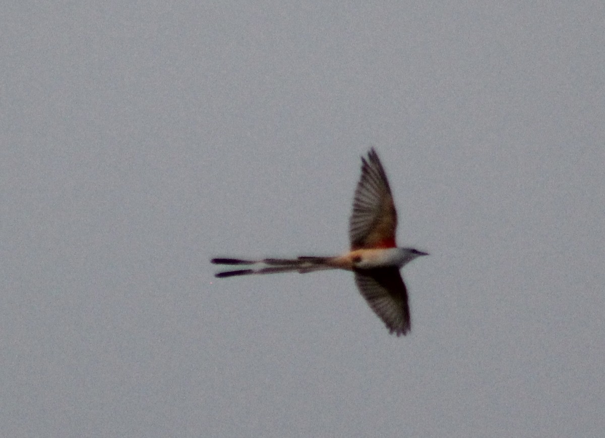 Scissor-tailed Flycatcher - Mario Trejo