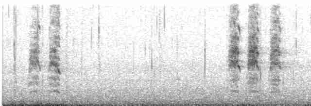 Forster's Tern - ML530404751