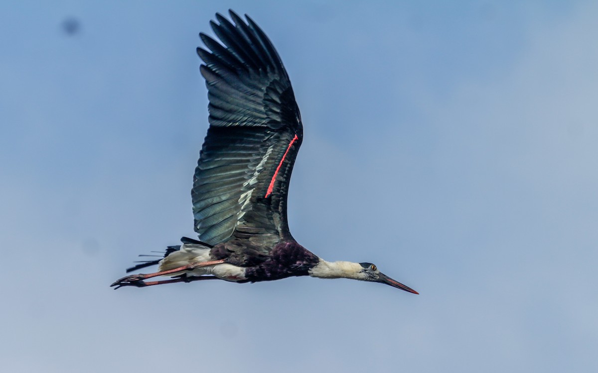 Asian Woolly-necked Stork - ML530411521