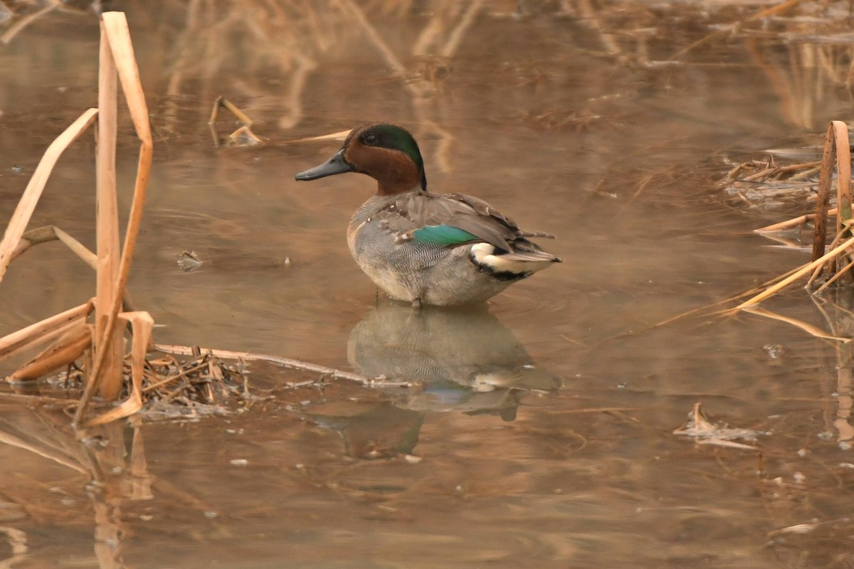 Green-winged Teal - ML530414321