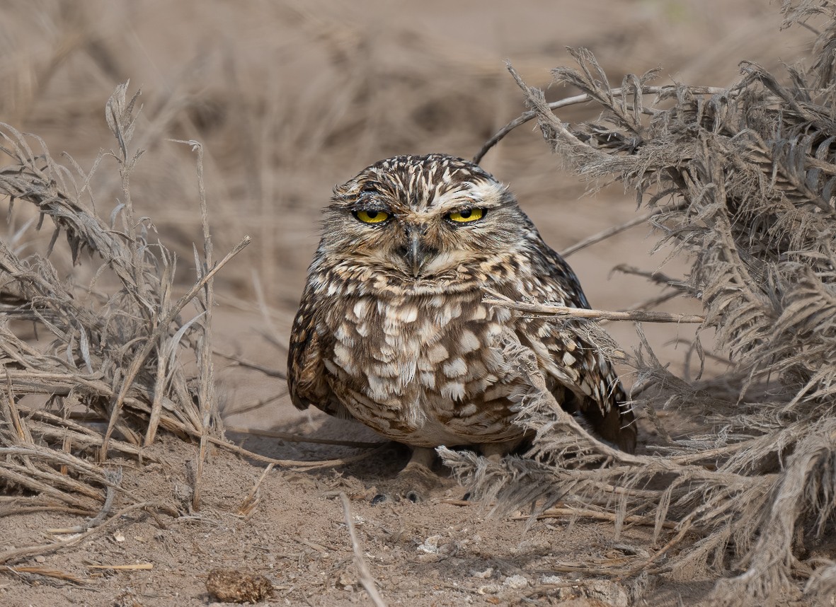 Burrowing Owl - ML530416571