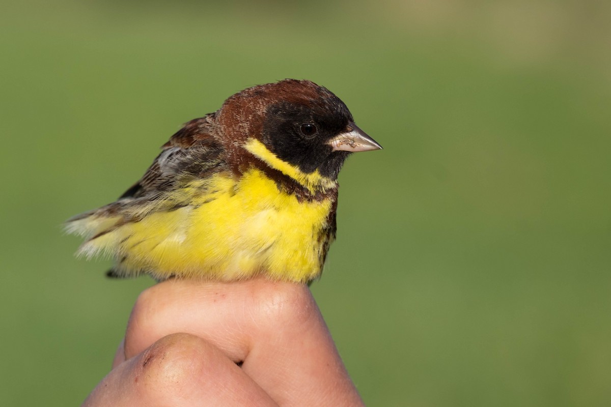 Yellow-breasted Bunting - ML530423011