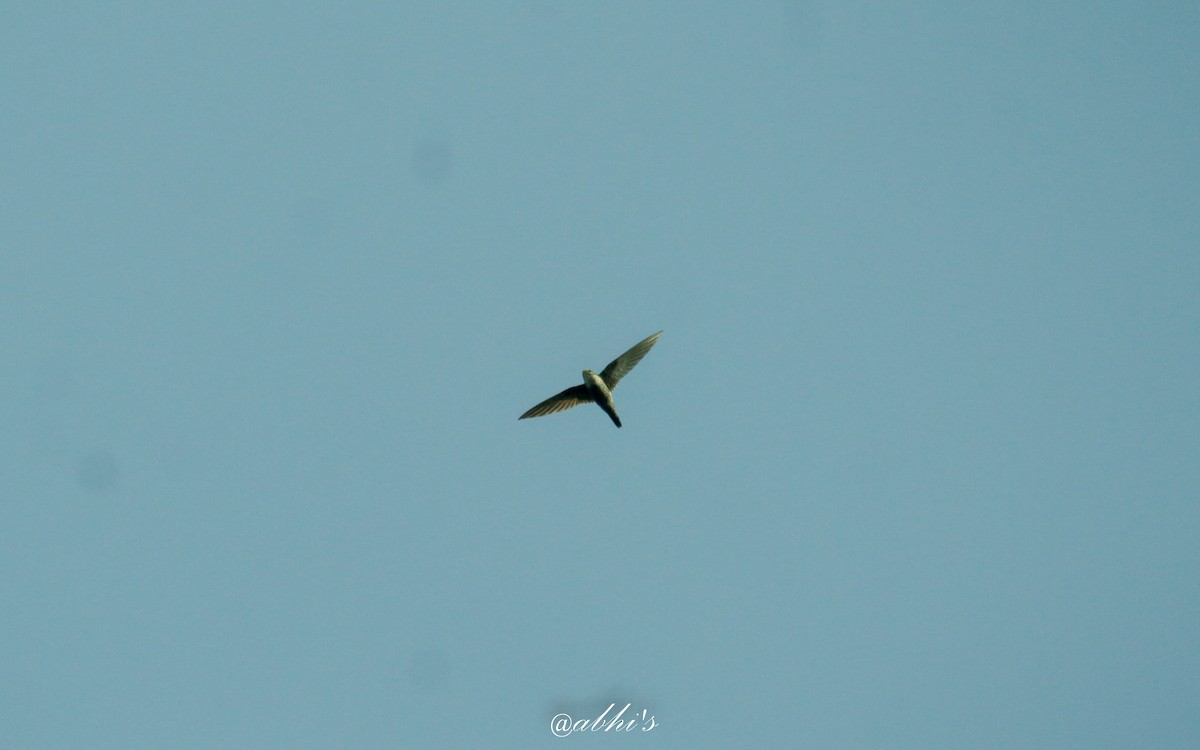 Indian Swiftlet - ML530424401