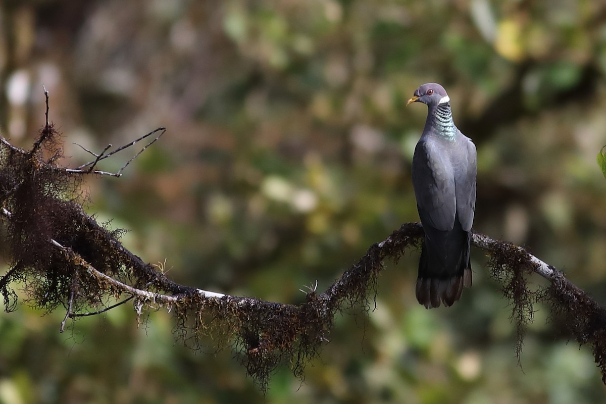 Band-tailed Pigeon - Graham Montgomery