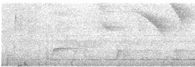 Short-tailed Antthrush - ML530428871