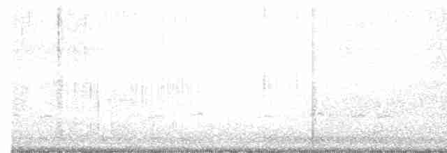 Sarcelle d'hiver (carolinensis) - ML530429091