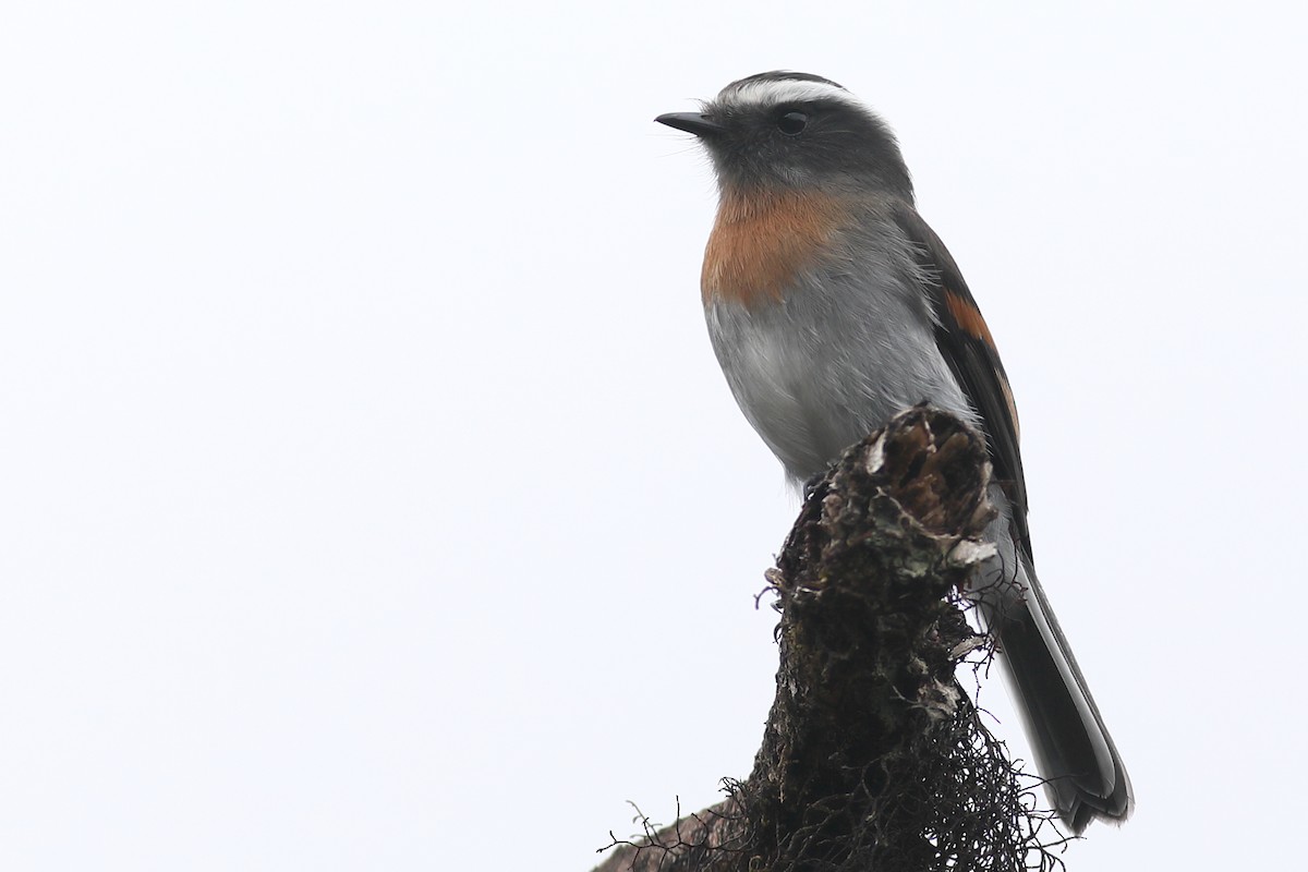 Rufous-breasted Chat-Tyrant - Graham Montgomery