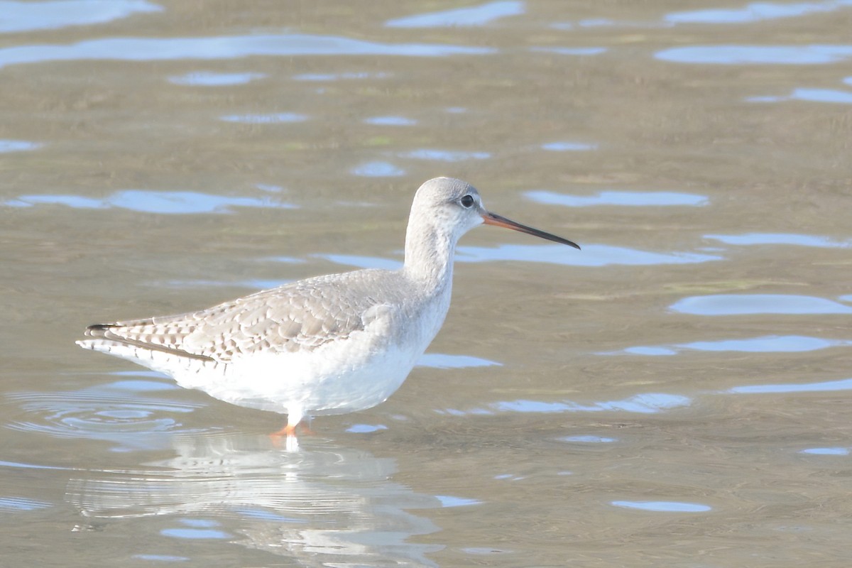 Spotted Redshank - ML530431651