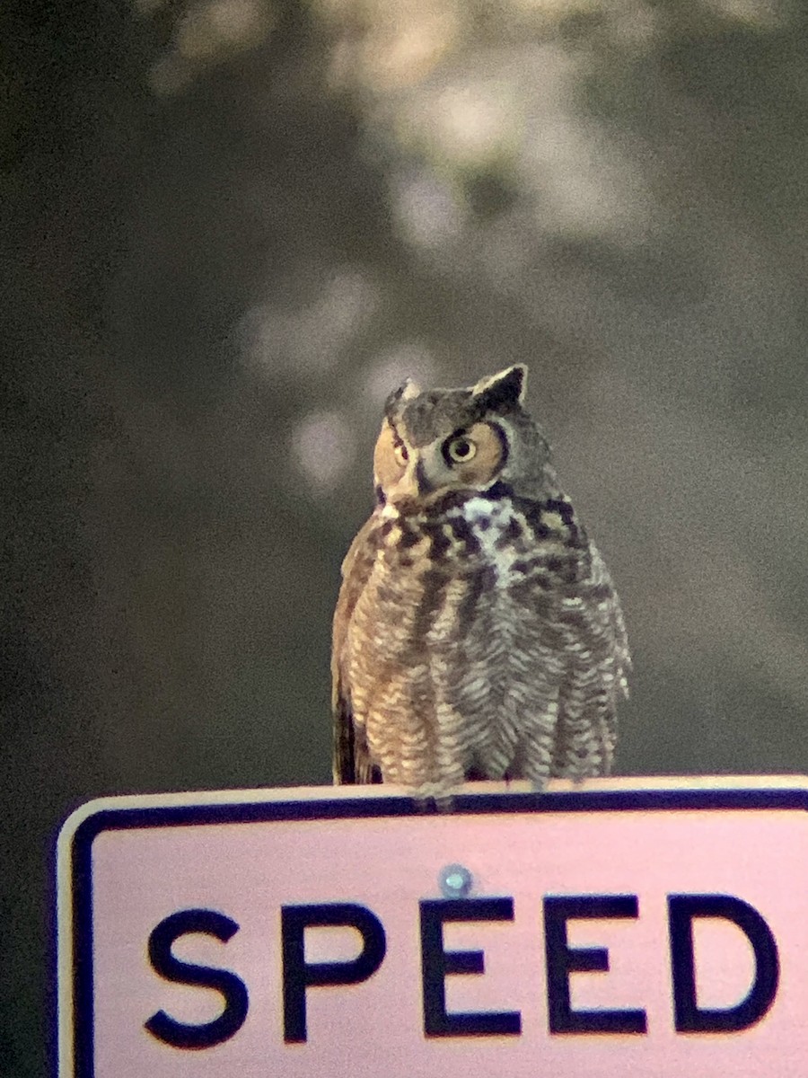 Great Horned Owl - ML530435391