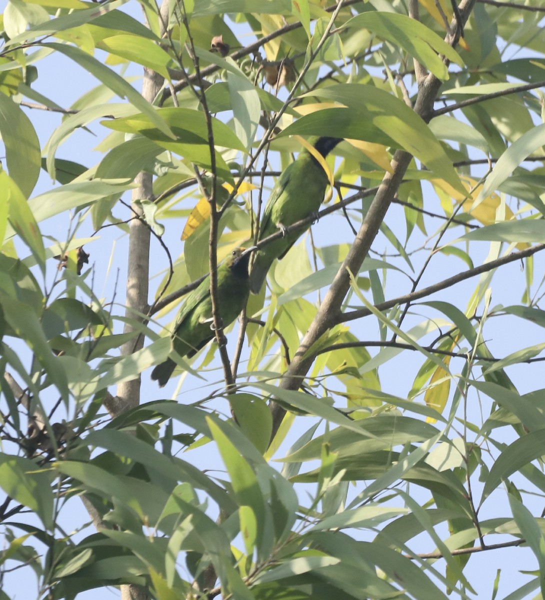 Golden-fronted Leafbird - ML530435581