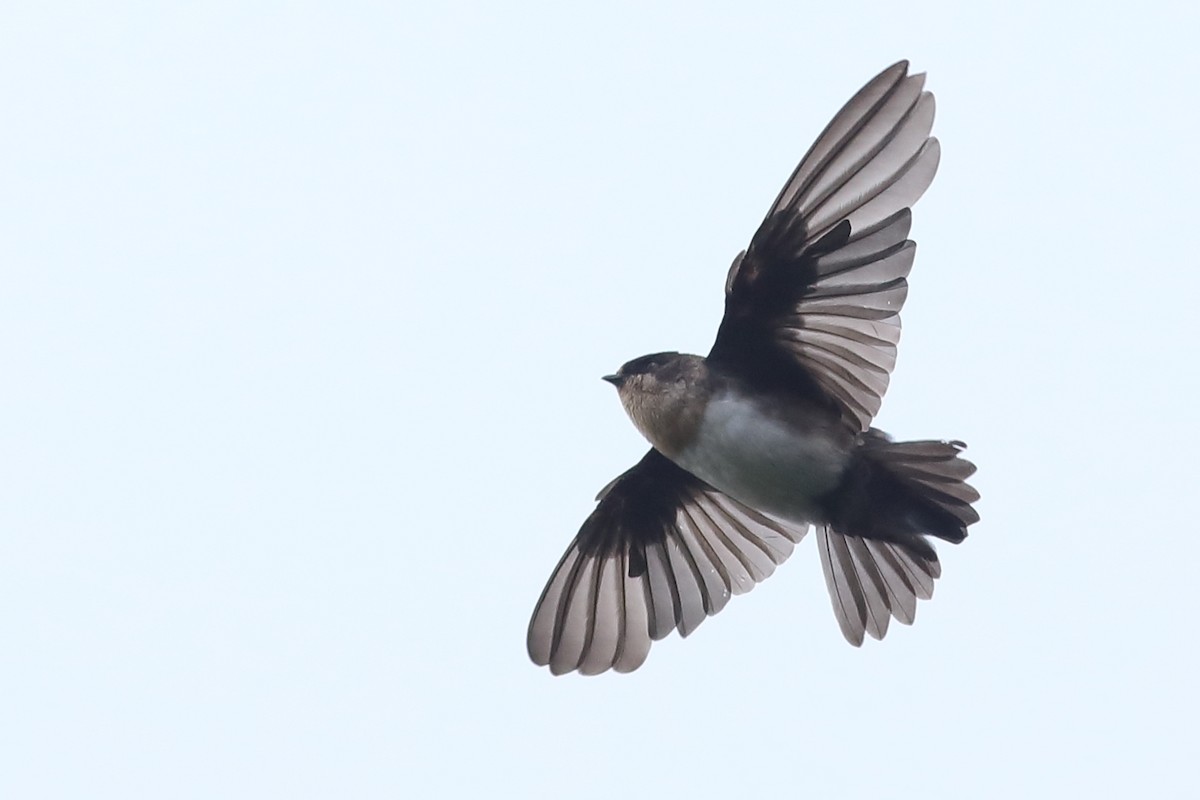 Pale-footed Swallow - Graham Montgomery