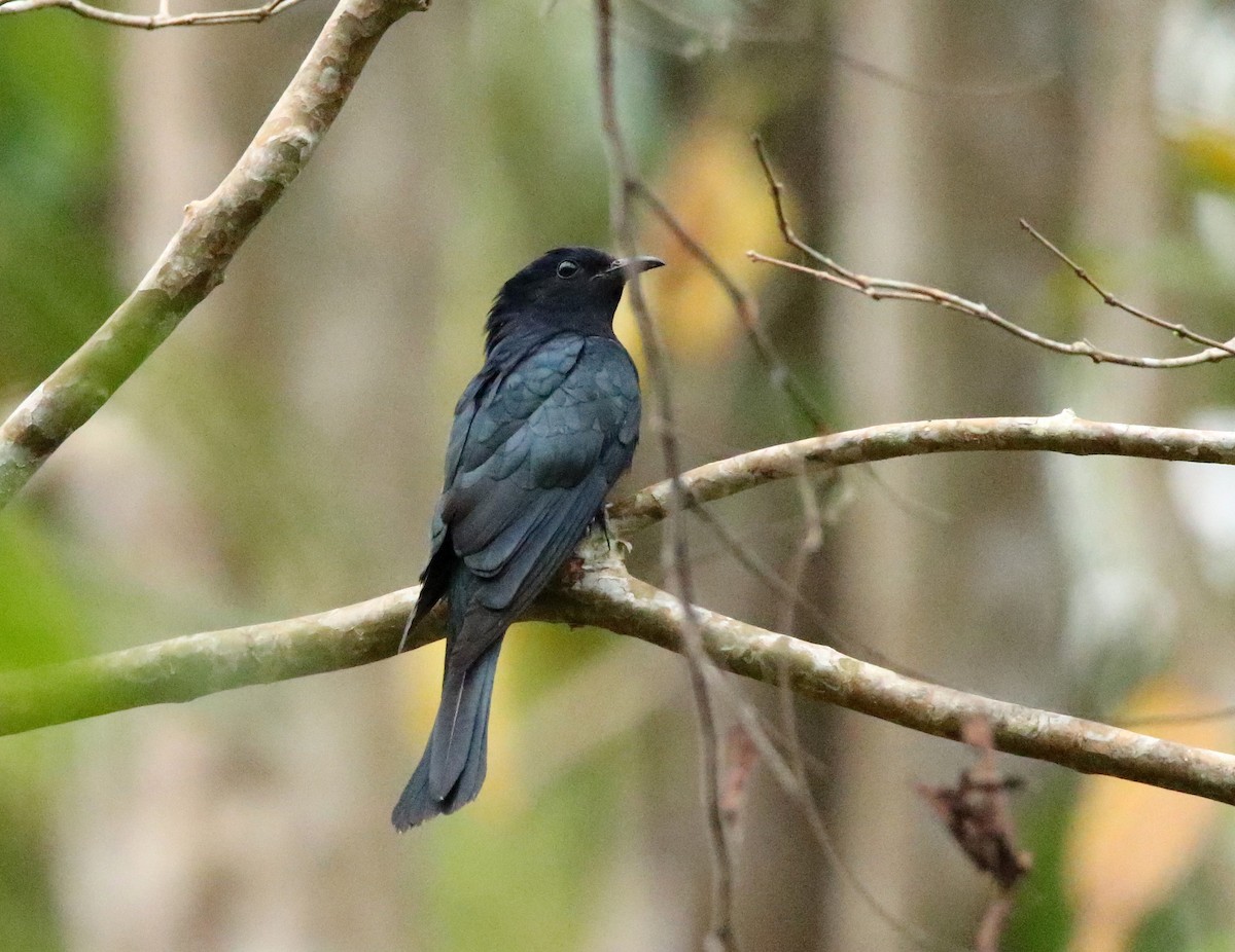 Square-tailed Drongo-Cuckoo - ML530437101