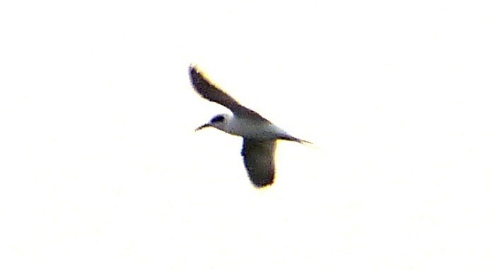 Forster's Tern - Mary  McMahon