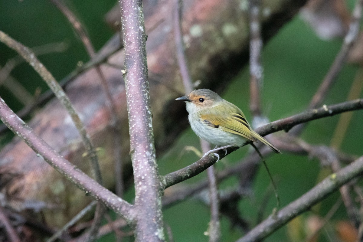 Rusty-fronted Tody-Flycatcher - ML530442211