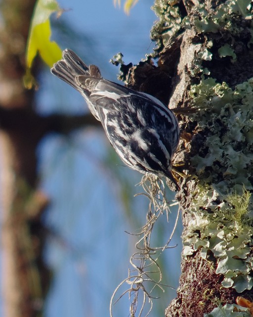 Black-and-white Warbler - ML53044901