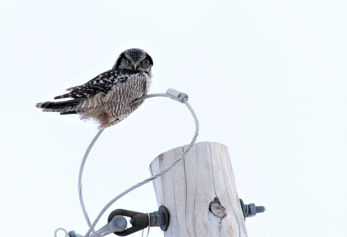 Northern Hawk Owl - Dominique Lavoie