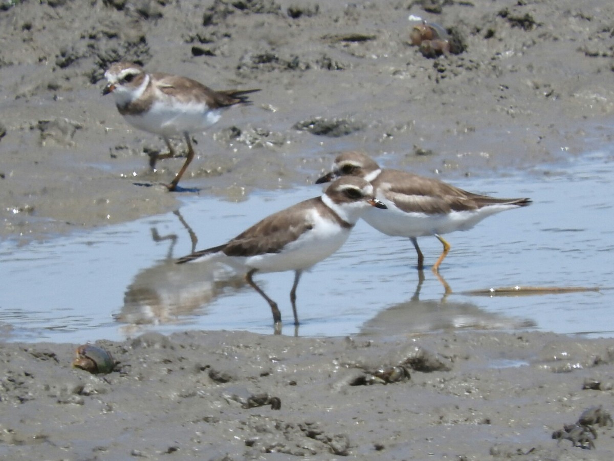 Semipalmated Plover - ML530455411