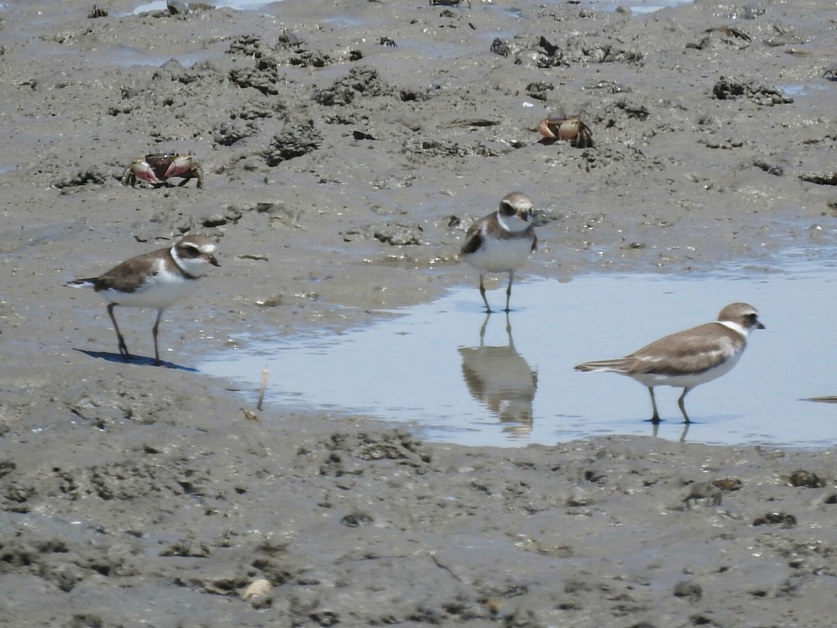 Semipalmated Plover - ML530455421