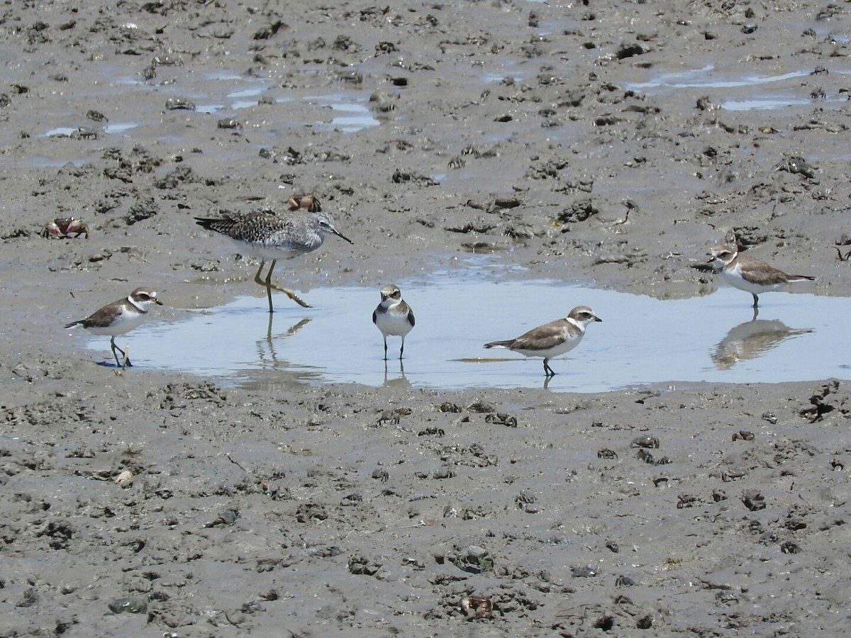 Semipalmated Plover - ML530455431
