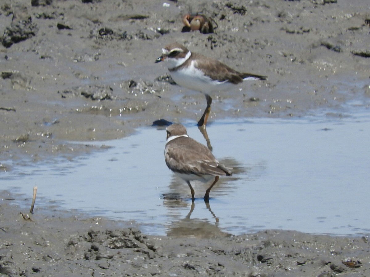 Semipalmated Plover - ML530455451