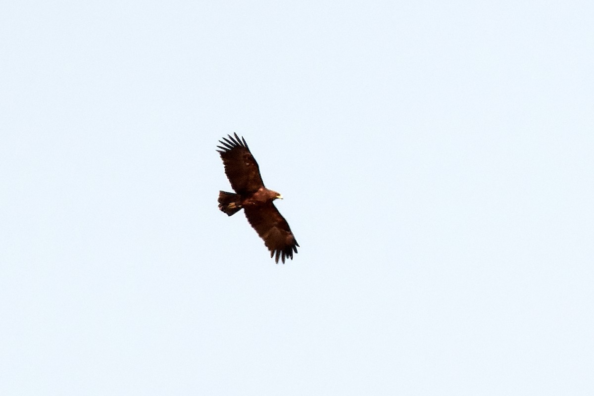 Greater Spotted Eagle - ML530458821