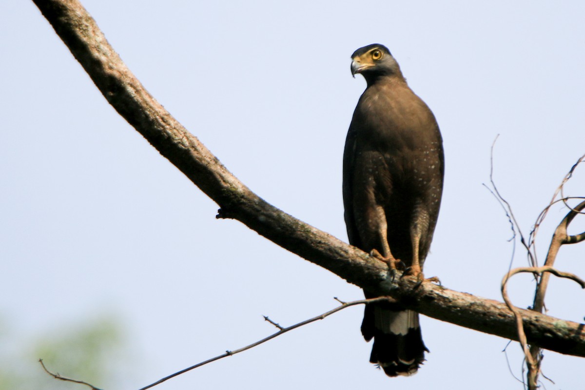 Crested Serpent-Eagle - Krishnamoorthy Muthirulan