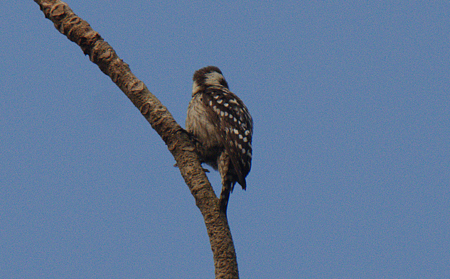 Brown-capped Pygmy Woodpecker - ML530462281