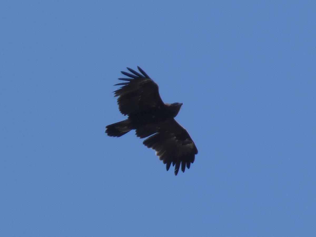 Greater Spotted Eagle - ML530466311