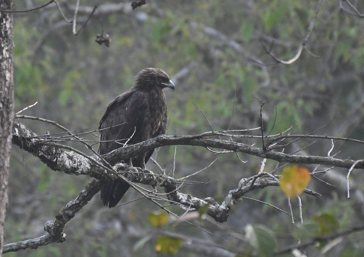 Greater Spotted Eagle - Amrish  Bidaye
