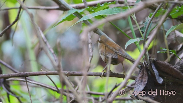 White-browed Spinetail - ML530469961
