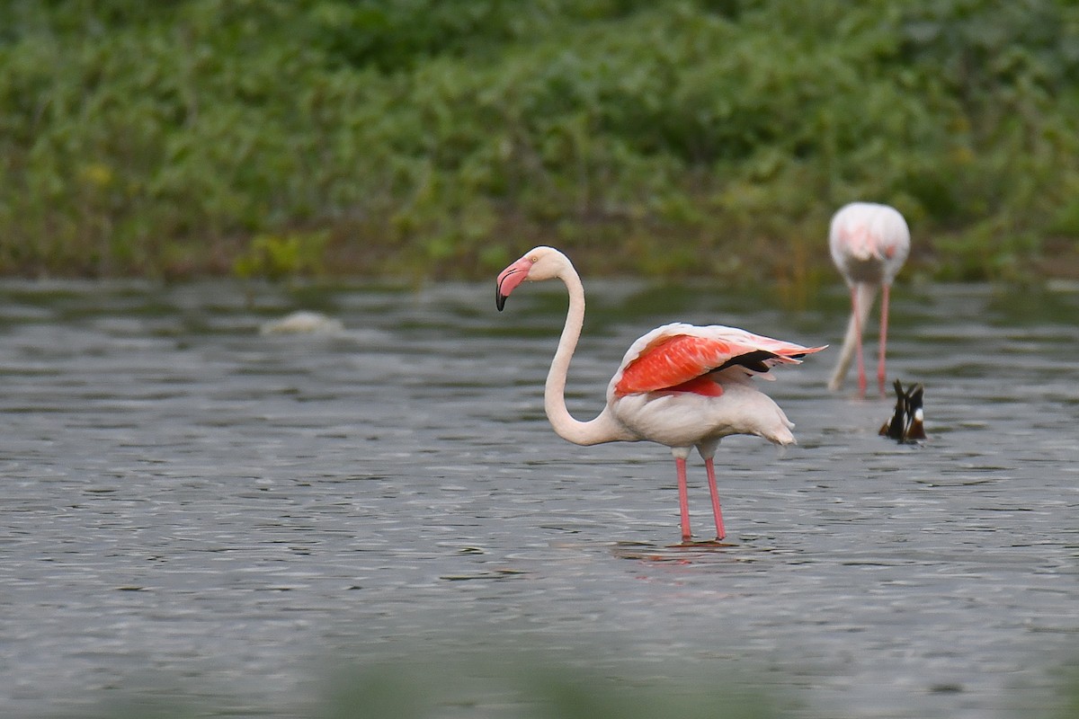 Greater Flamingo - ML530473681