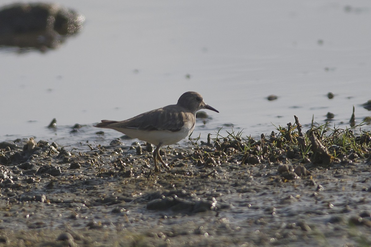 Temminck's Stint - ML530476001