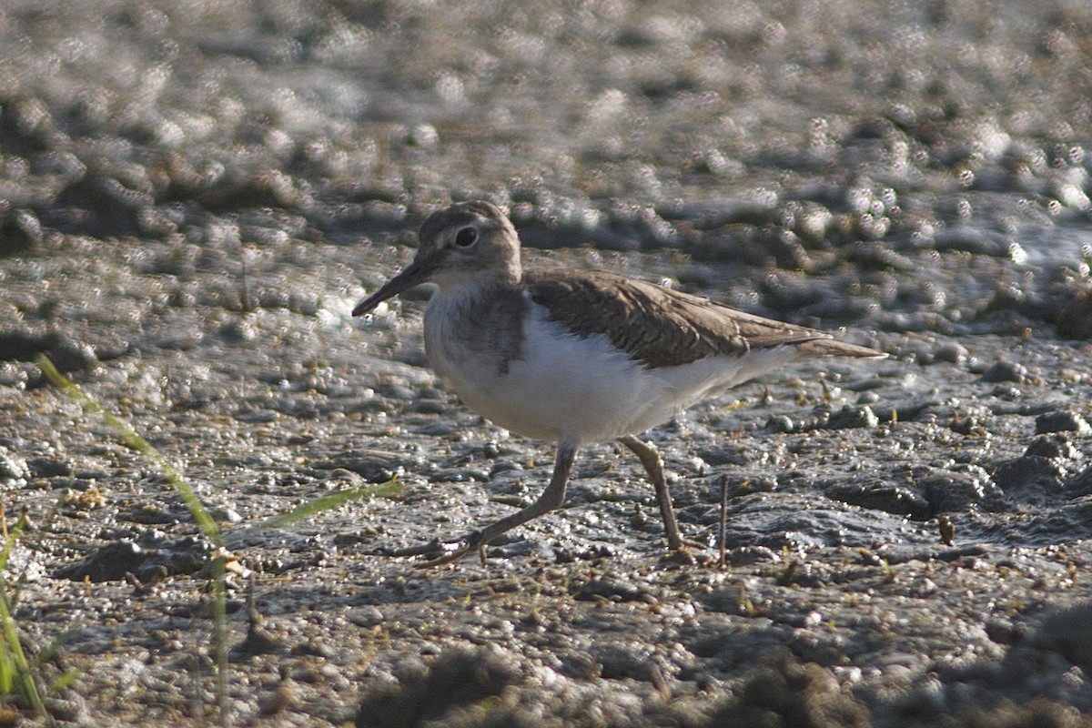 Common Sandpiper - ML530476171