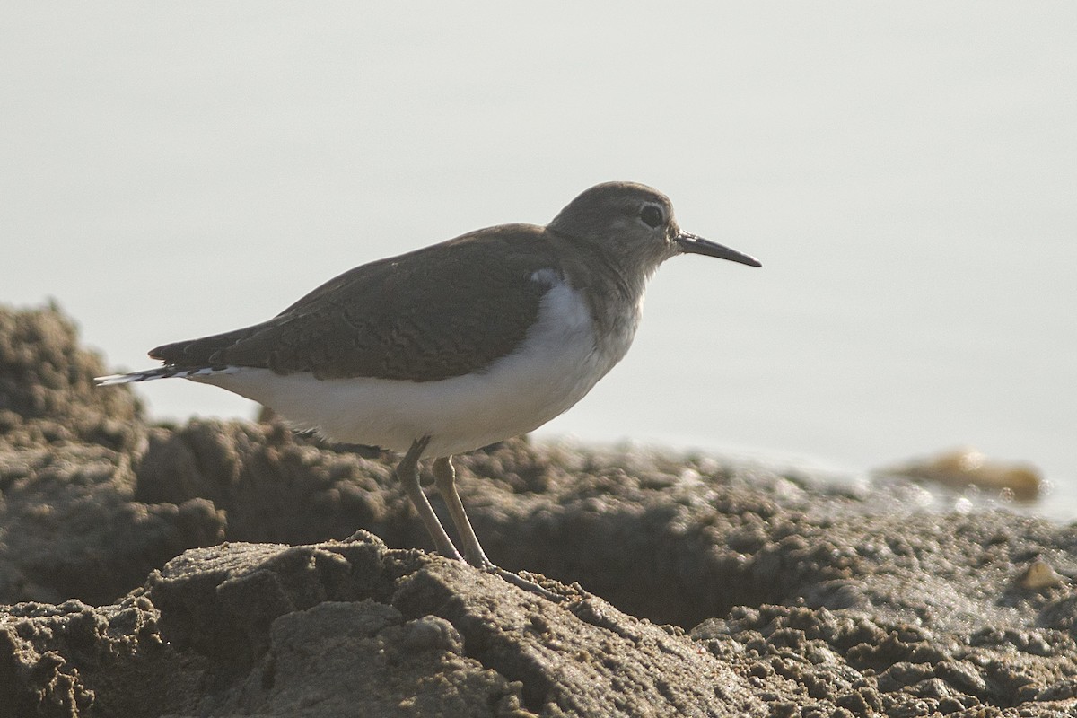 Common Sandpiper - ML530476181