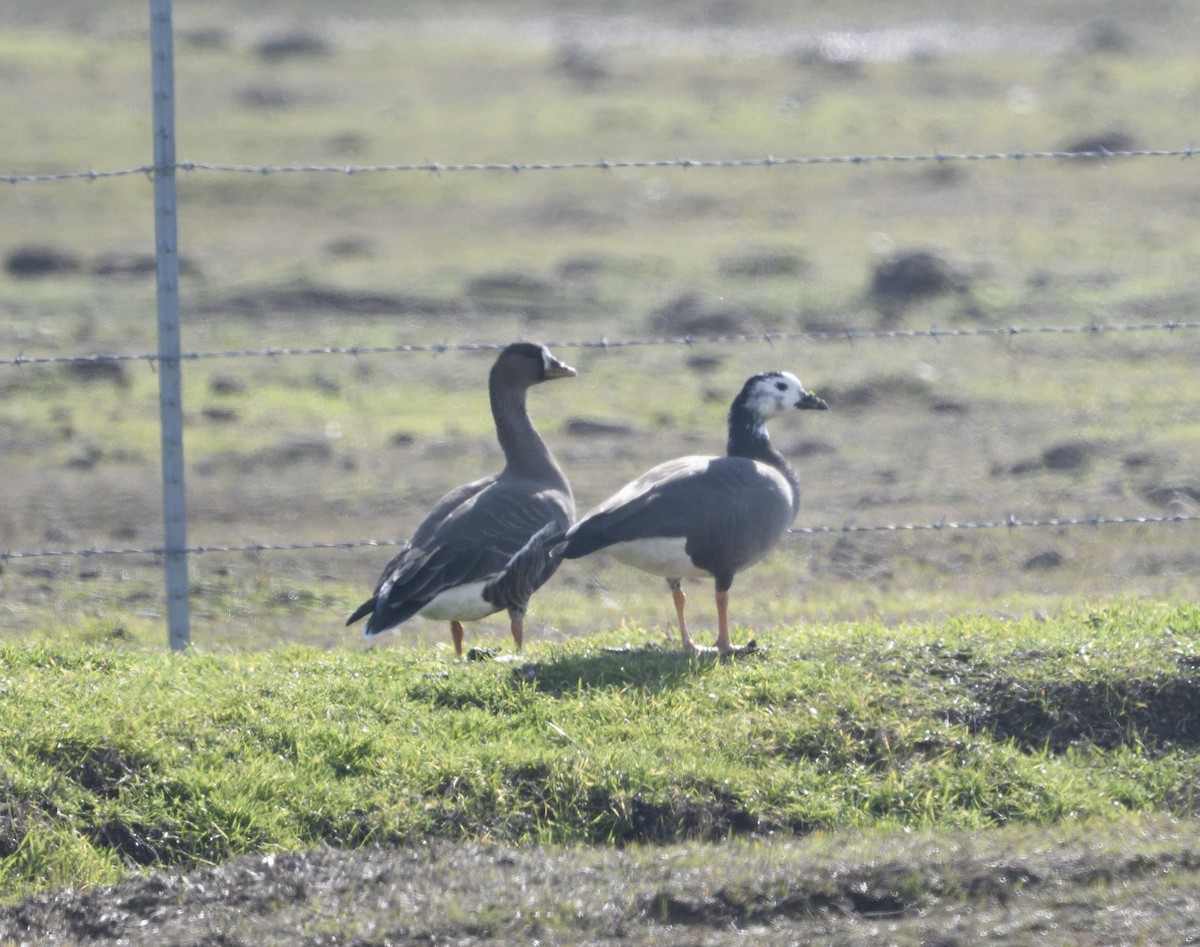 Greater White-fronted x Cackling Goose (hybrid) - ML530476311