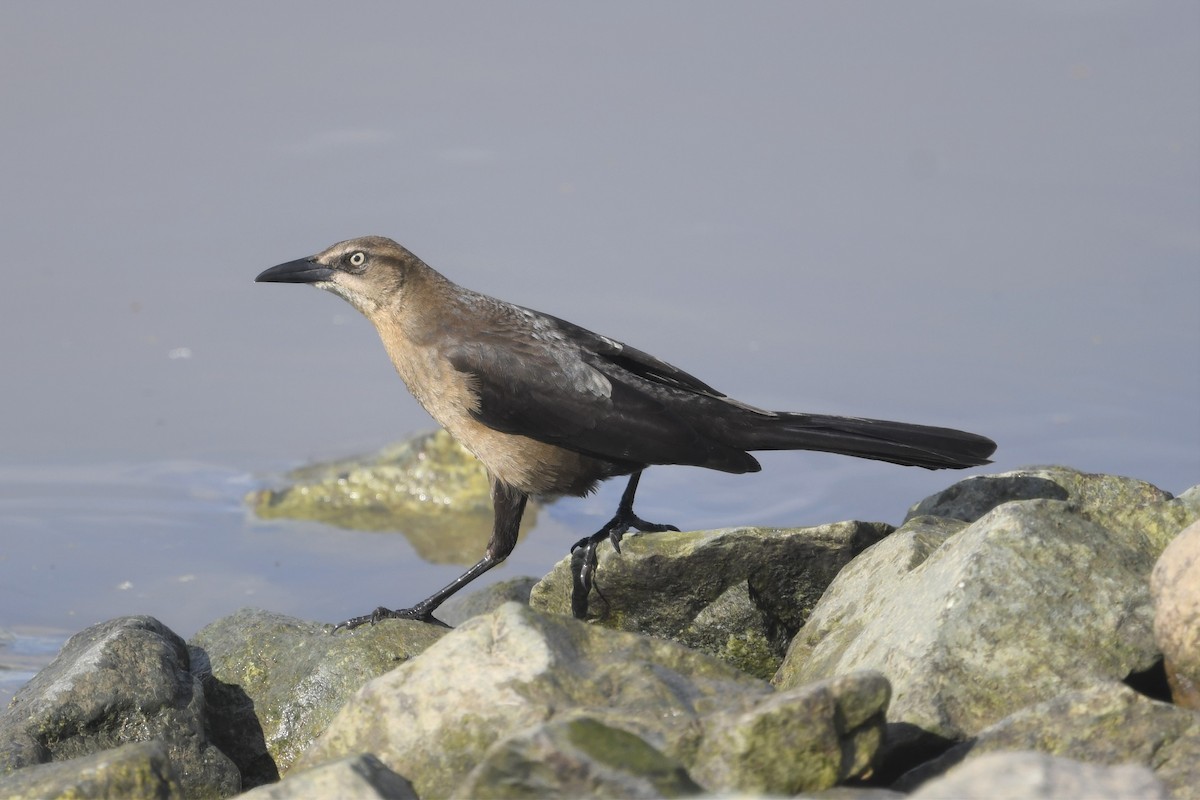 Great-tailed Grackle - ML530476421