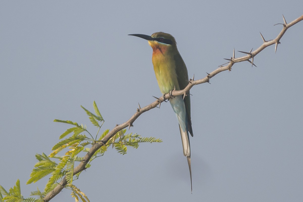 Blue-tailed Bee-eater - ML530476741
