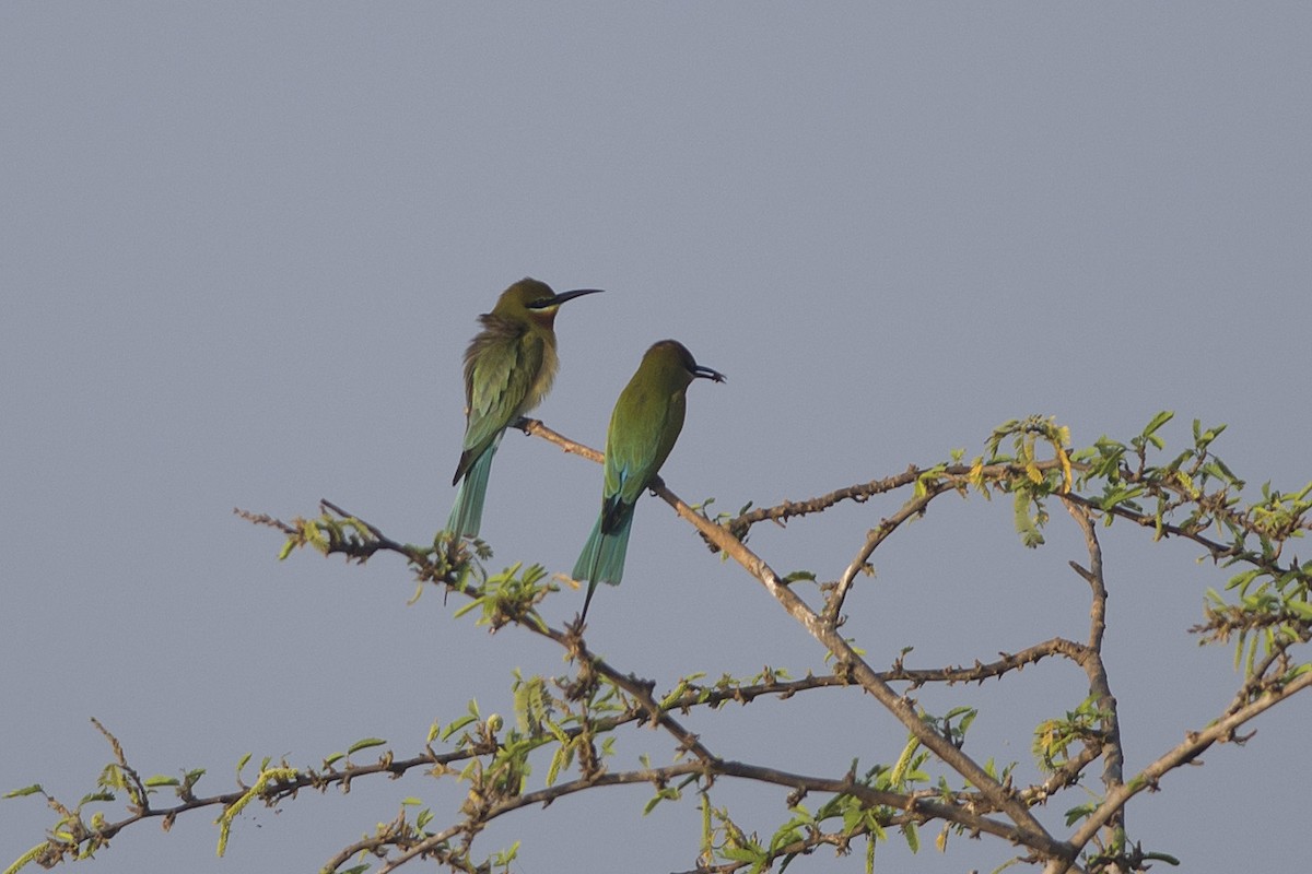 Blue-tailed Bee-eater - ML530476751