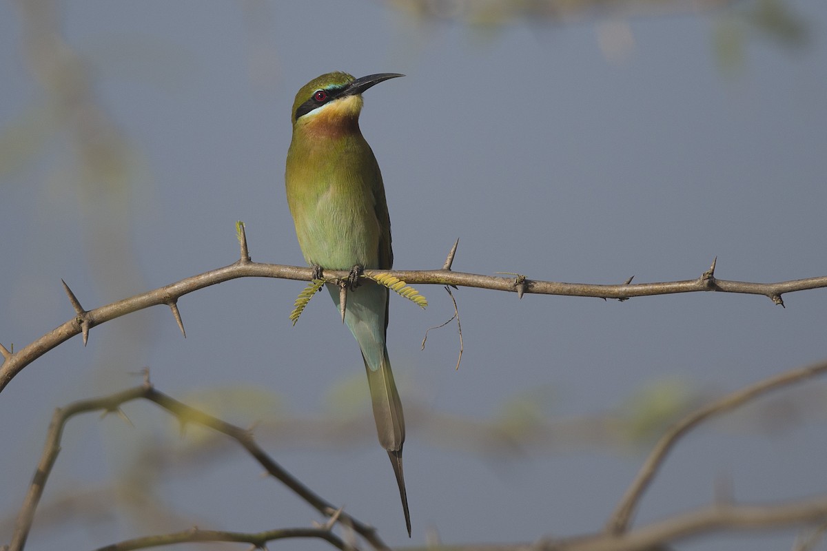 Blue-tailed Bee-eater - ML530476761