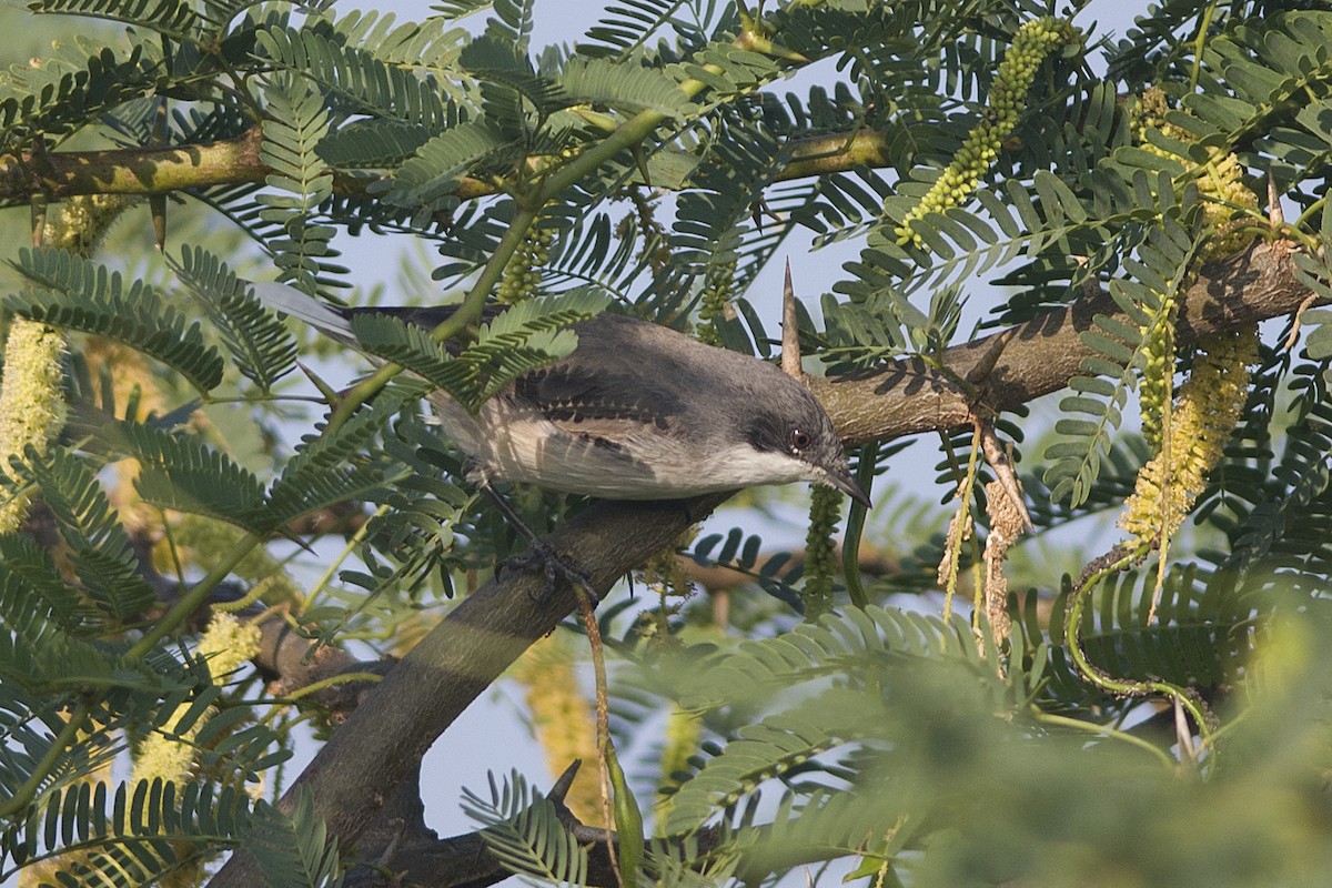 Lesser Whitethroat - ML530476851