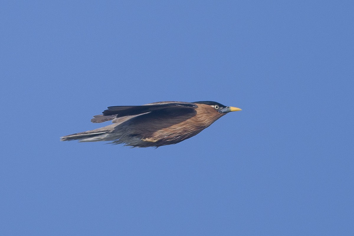 Brahminy Starling - ML530476901